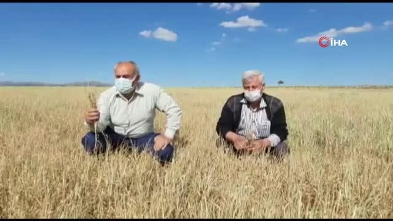 Kuraklık nedeniyle ekinler baş vermeden kurudu
