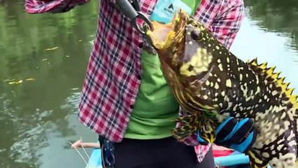 Ikan Cantik Bumble Bee