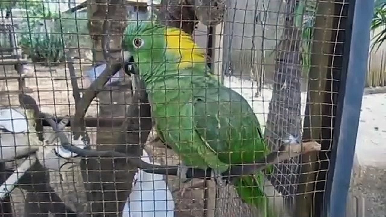 FUNNY PARROTS  Funny BIRDS Compilation Videos