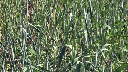 ESKİŞEHİR - Çiftçiler Cumhurbaşkanı Erdoğan'ın açıkladığı hububat alım fiyatlarını memnuniyetle karşıladı