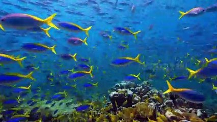 Migrasi Ikan di Pulau Raja Ampat Terbanyak