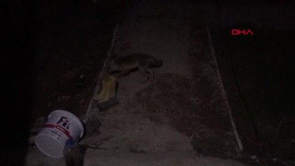 Bahçelerine gelen yaralı tilkiyi besliyorlar