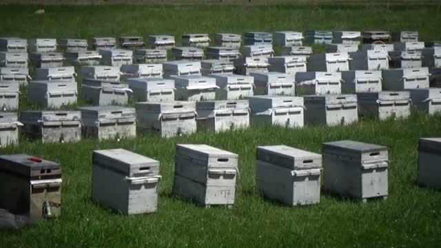 Muş'ta bu yıl 700 ton bal rekoltesi bekleniyor