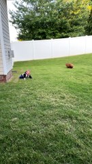 Excited Pup Gets Baby Giggling