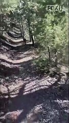 Video: turista es perseguido por un puma por 5 minutos y se salva de ser devorado