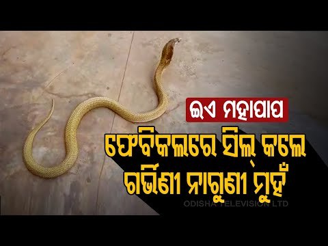 Snake Helpline Members Rescue Cobra From Bhubaneswar