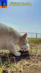 Cute cat what a pity cat mother love no limit