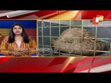 STF Rescues Pangolin, Arrests 1 In Cuttack