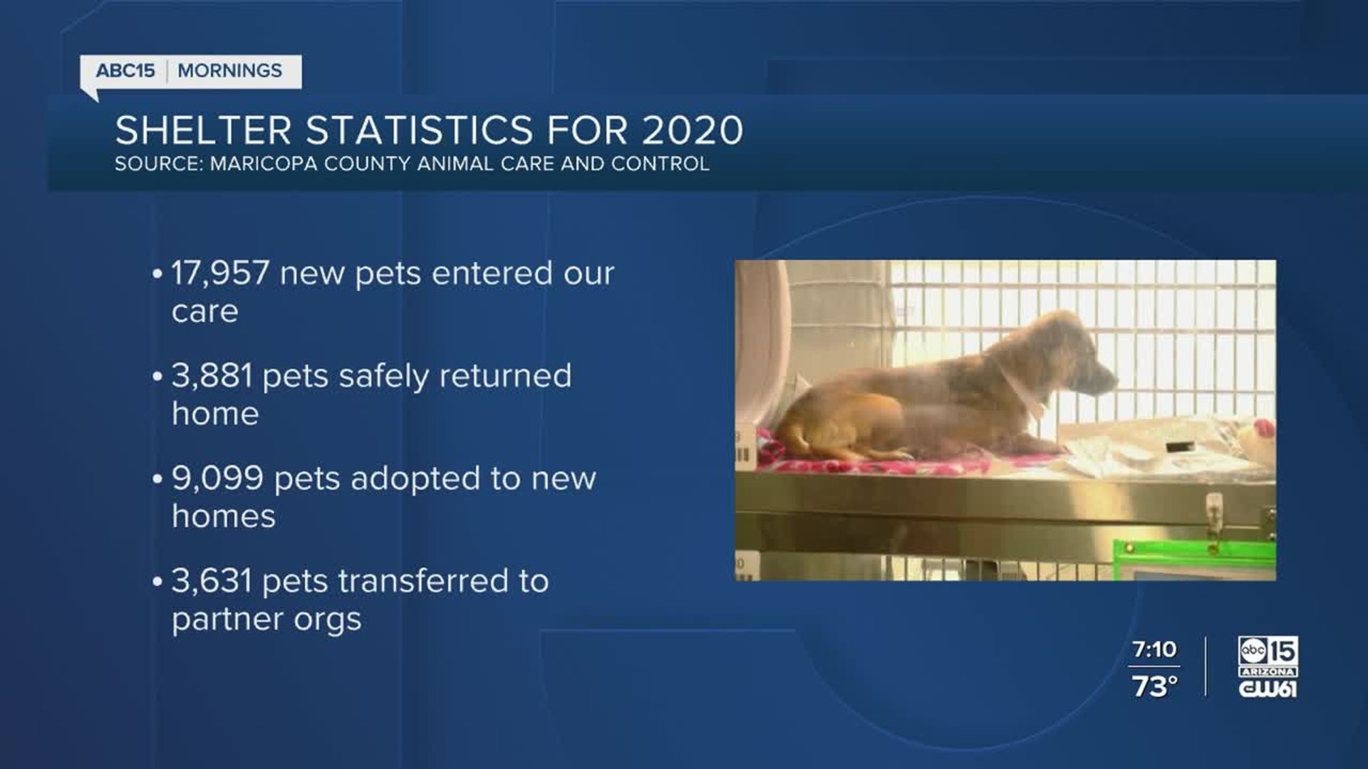 ⁣More animals are coming into Valley shelters