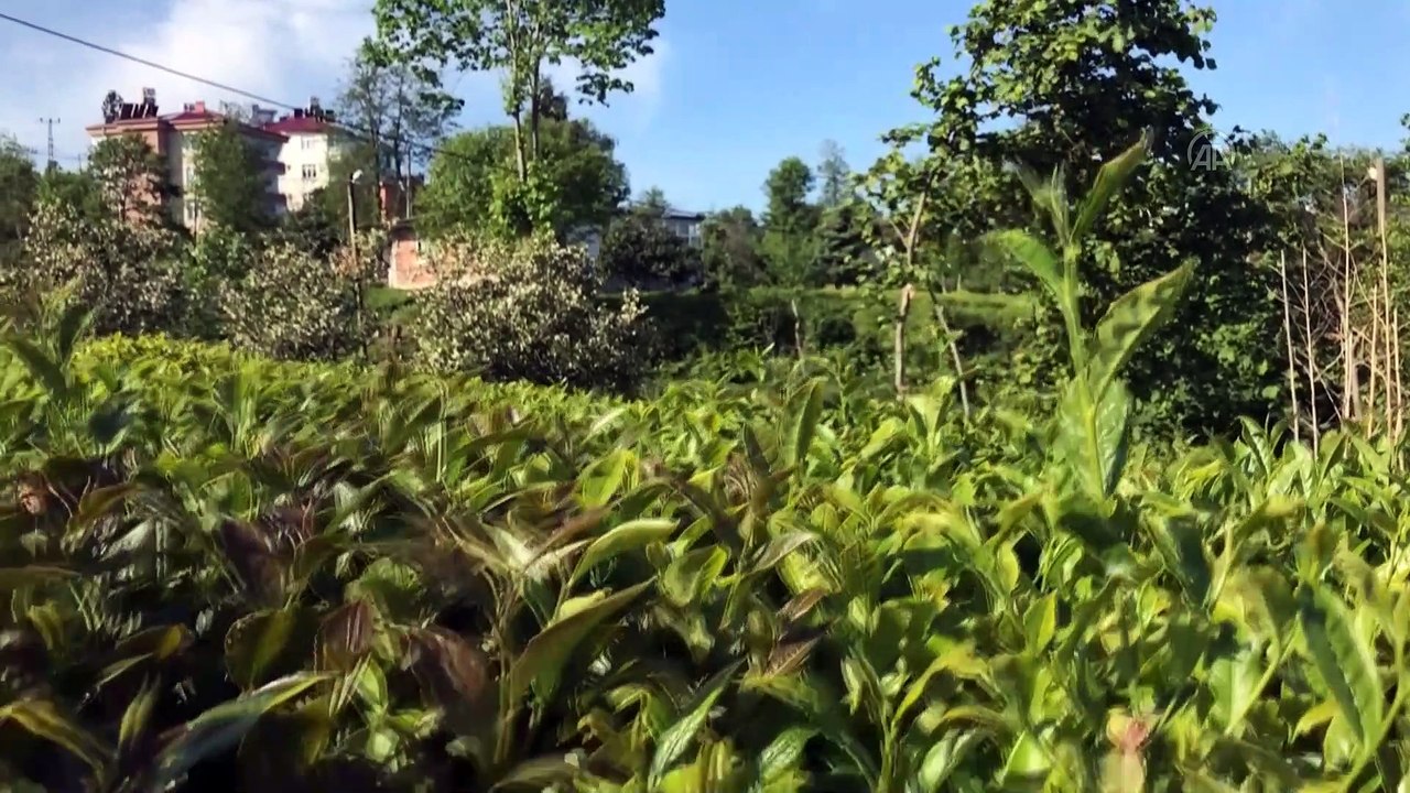 RİZE - ÇAYKUR Genel Müdürü Alim, yaş çay sezonunu değerlendirdi