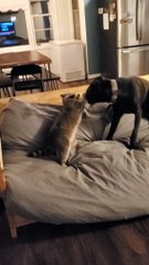 Racoon Milo and Dog Jameson Play Together