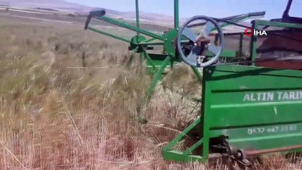 Ortadoğu ülkelerinin tutkusunda hasat başladı