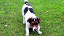 El Jack Russell Terrier | Mujer  - Nex Panamá