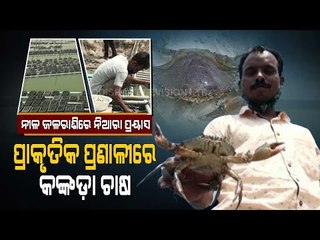 Special Story | Youth Reaps Success In Carb Farming In Chilika