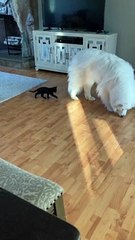 Foster Kitten Tries Tussling with Gentle Giant
