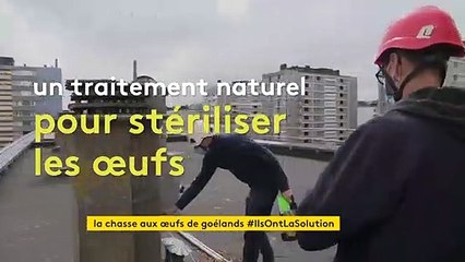 A Cherbourg, les œufs des goélands argentés sont stérilisés pour éloigner les volatiles