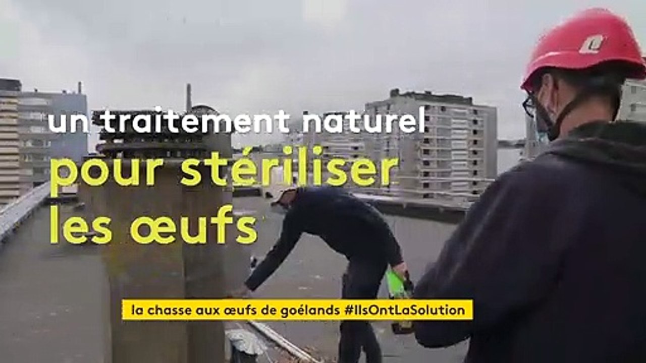 A Cherbourg, les œufs des goélands argentés sont stérilisés pour éloigner les volatiles