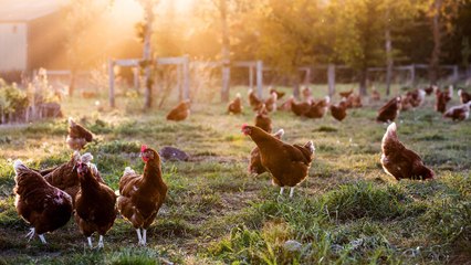 Australia's Oldest Man Says This 'Delicious' Food Is His Secret to Longevity