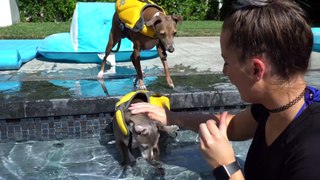 Helping the dog in swimming