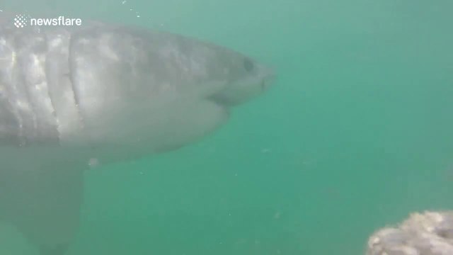 Ces plongeurs en cage rencontre un grand requin blanc très agressif