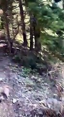 Un randonneur croise un puma sur son chemin... flippant
