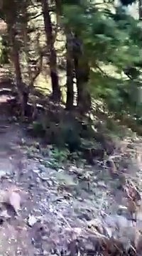 Un randonneur croise un puma sur son chemin... flippant