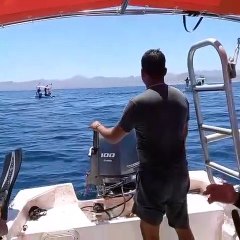 Une orque cogne un dauphin en plein vol (Mexique)