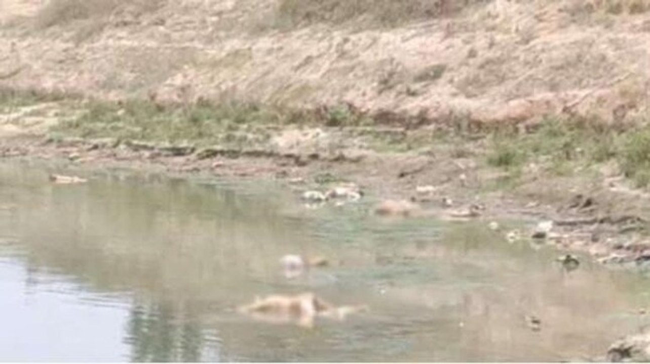 After Kanpur & Ghazipur, bodies now found floating on banks of Ganga in UP's Prayagraj