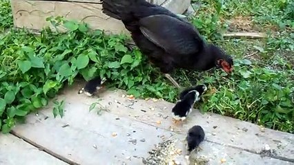 Induk Ayam dan anaknya