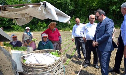 Bafra'da tütün fideleri toprakla buluştu