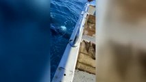Las orcas atacan de nuevo en aguas del Estrecho