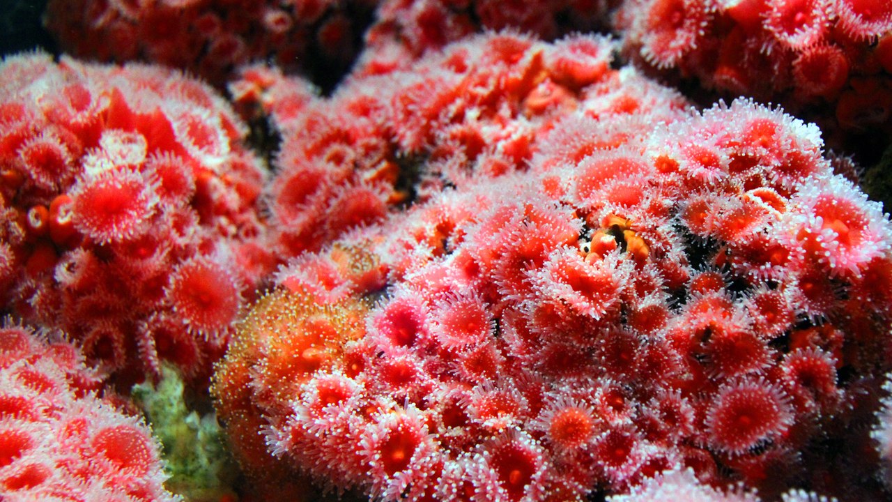 Contaminación y cambio climático como telón de fondo en el Día Mundial de los Océanos