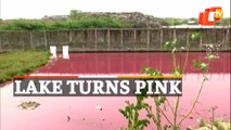 Lake Turns Pink In Perungudi, Chennai After Methane Contamination From Nearby Landfill
