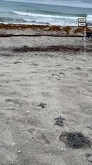Baby Sea Turtles Crawl to Ocean on FL Beach