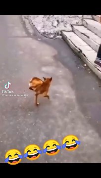 The dog has legs and walks without using the legs