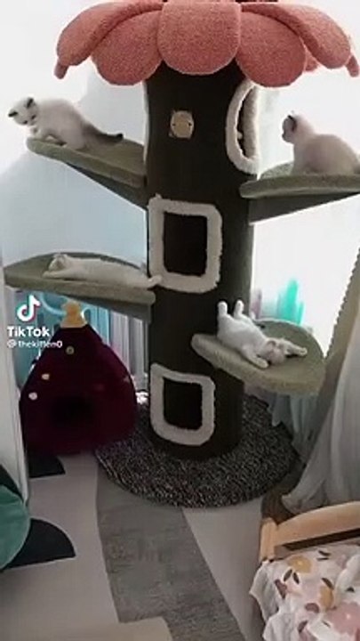 cat  funny video 