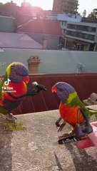 the pheasant plucker song