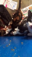 Lowestoft couple banned from keeping animals after cats left in filthy conditions