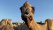 Camel Farmers - Adapting livestock systems to climate change