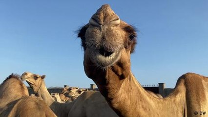 Скачать видео: Camel Farmers - Adapting livestock systems to climate change