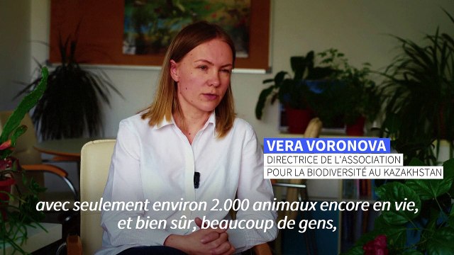 Kazakhstan: en danger, la population d'antilopes saïgas reprend du poil de la bête