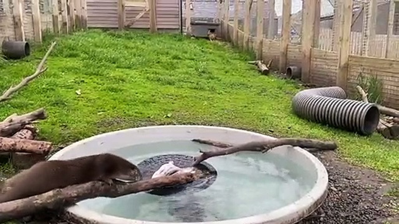Sauvée de la noyade, une loutre a peur de l'eau et doit réapprendre à plonger pour pêcher !