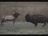Bull Elk Fights Bull Buffalo