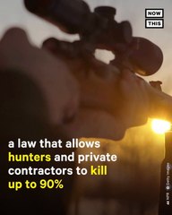 How the Meat Industry Impacts Wolves