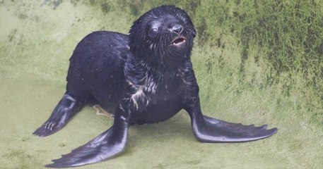 Antibes : un bébé otarie de 4,3 kg est né au parc de Marineland