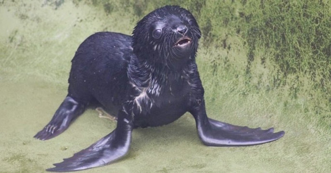 Antibes : un bébé otarie de 4,3 kg est né au parc de Marineland