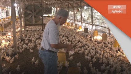 Harga Ayam | Kaji semula cukai, subsidi makanan asas ayam