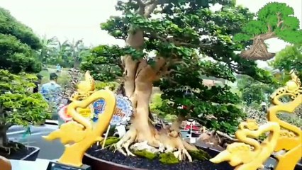 BONSAI KALIAGE TERBAIK DARI 1312 PESERTA BONSAI PAMLOK SUMEDANG 2022