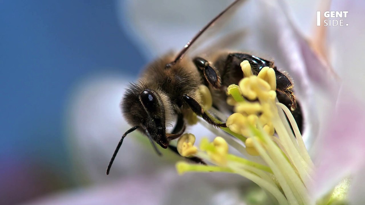 Ernster Hintergrund: Kalifornien stuft Bienen ab sofort als Fische ein