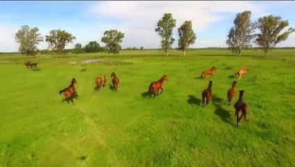 BOLBORETAS NO TEMPO 23 - CABALOS EN LIBERDADE